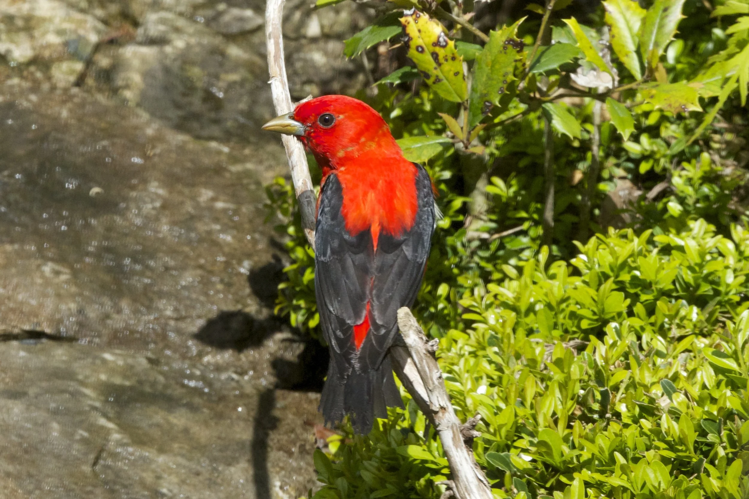 2014 Migration Visitors to Backyard Habitat
