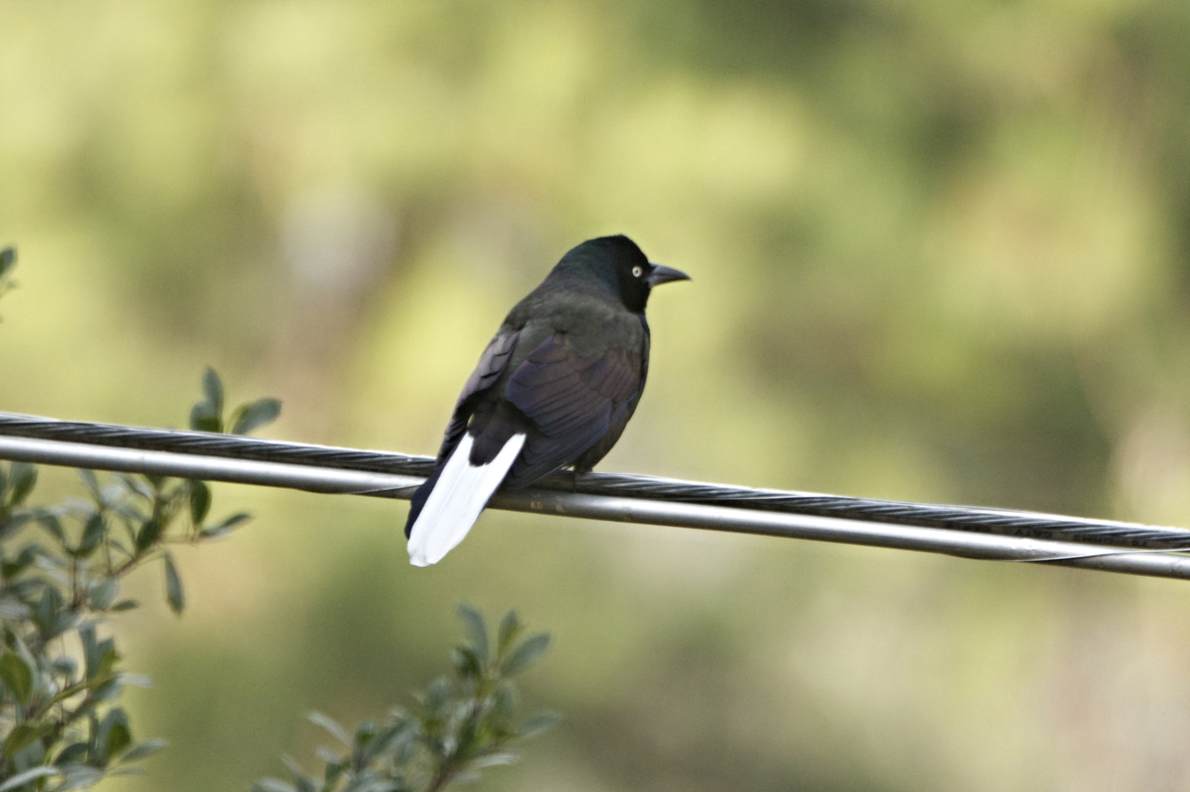 Leucism of a Common Grackle