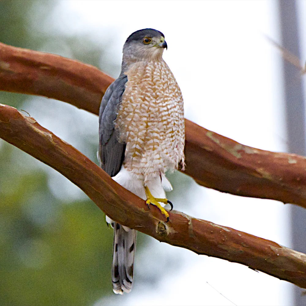 HBG Cooper's Hawk in flight