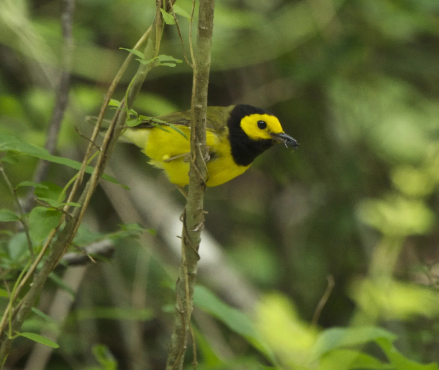 Birding in Asheville, NC