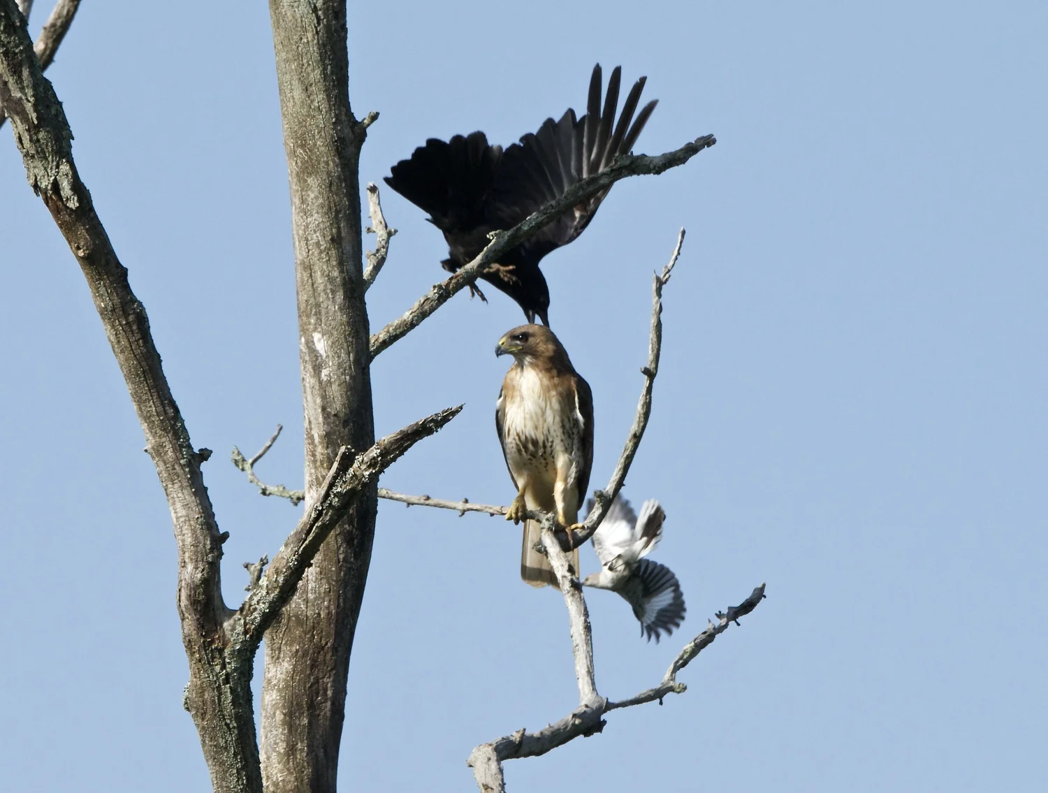 Attack on Red-tailed Hawks