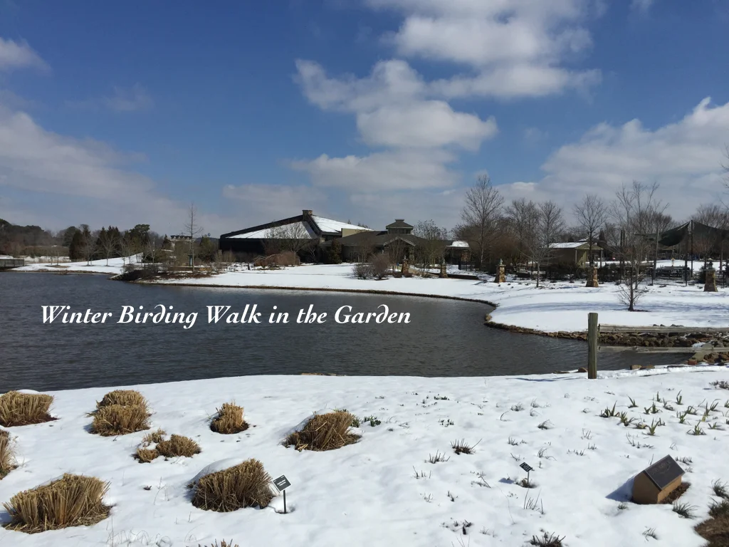 Winter Birding - Huntsville Botanical Garden