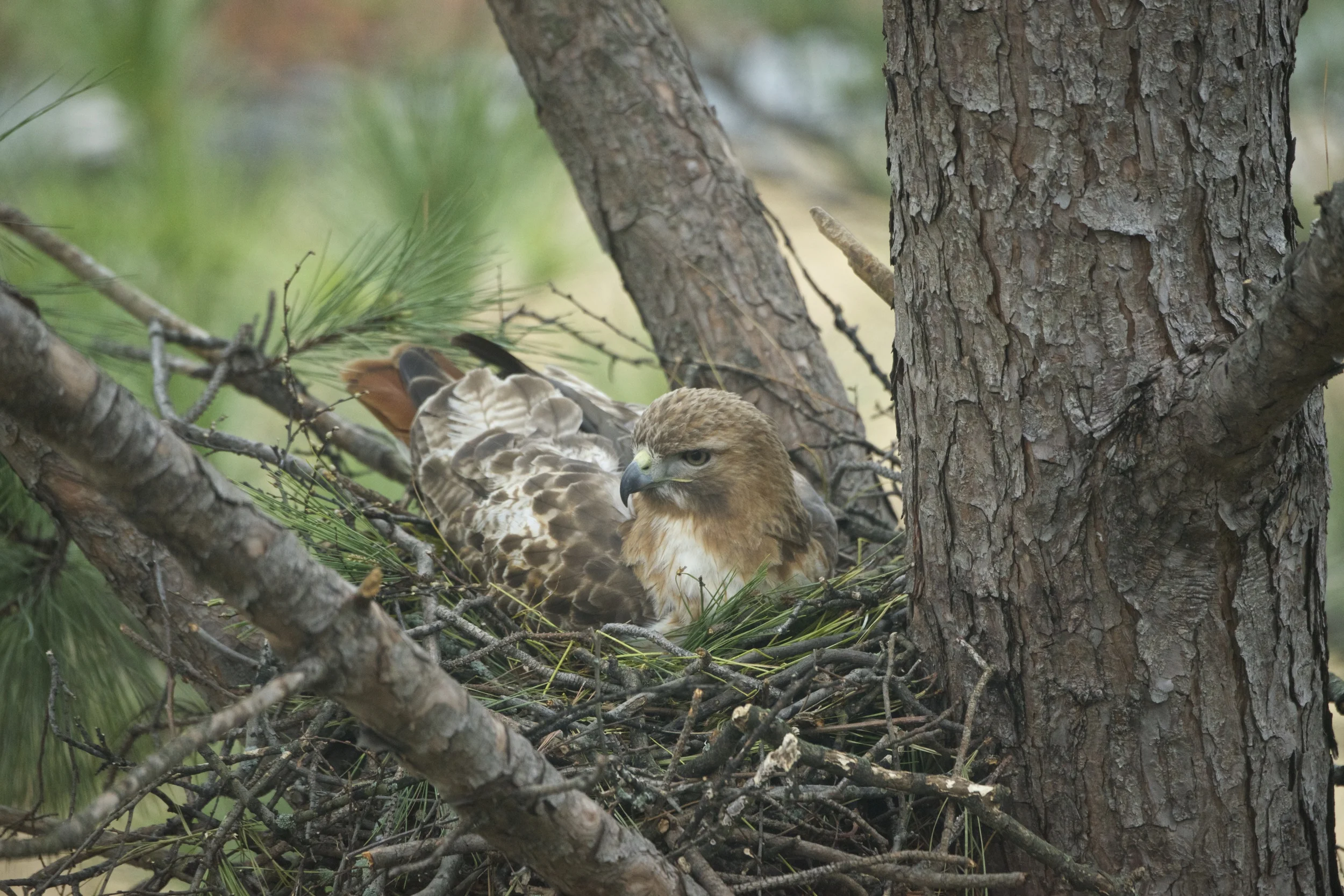 Red-tailed Hawk Nesting - Huntsville Public Library