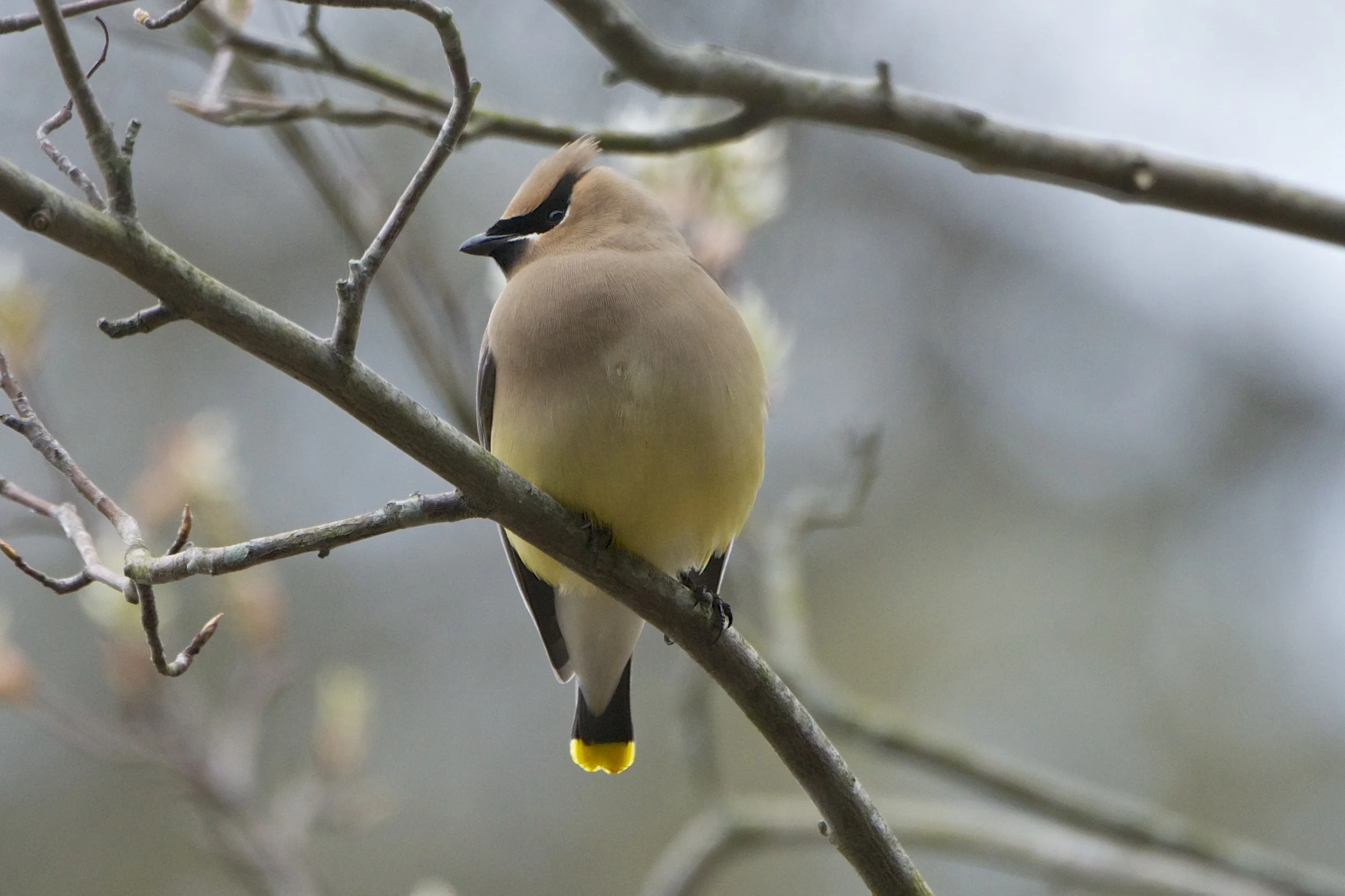 Cedar Waxwing Northern Migration