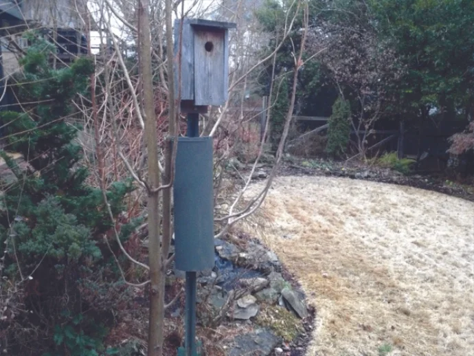 Bluebird Nest Box: Predator Protection