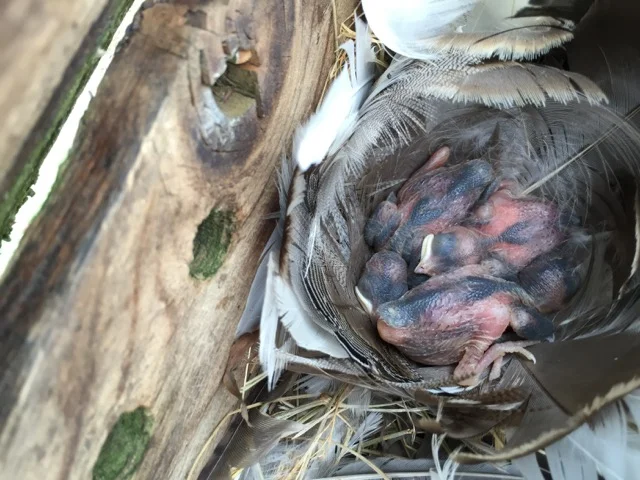 Avian Residence - Huntville Botanical Garden