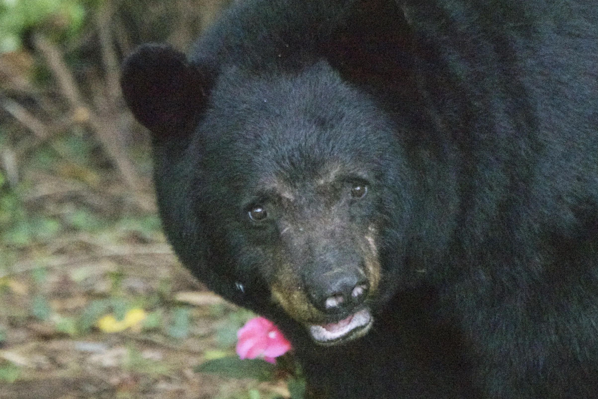 Black Bear Encounter - Asheville, NC