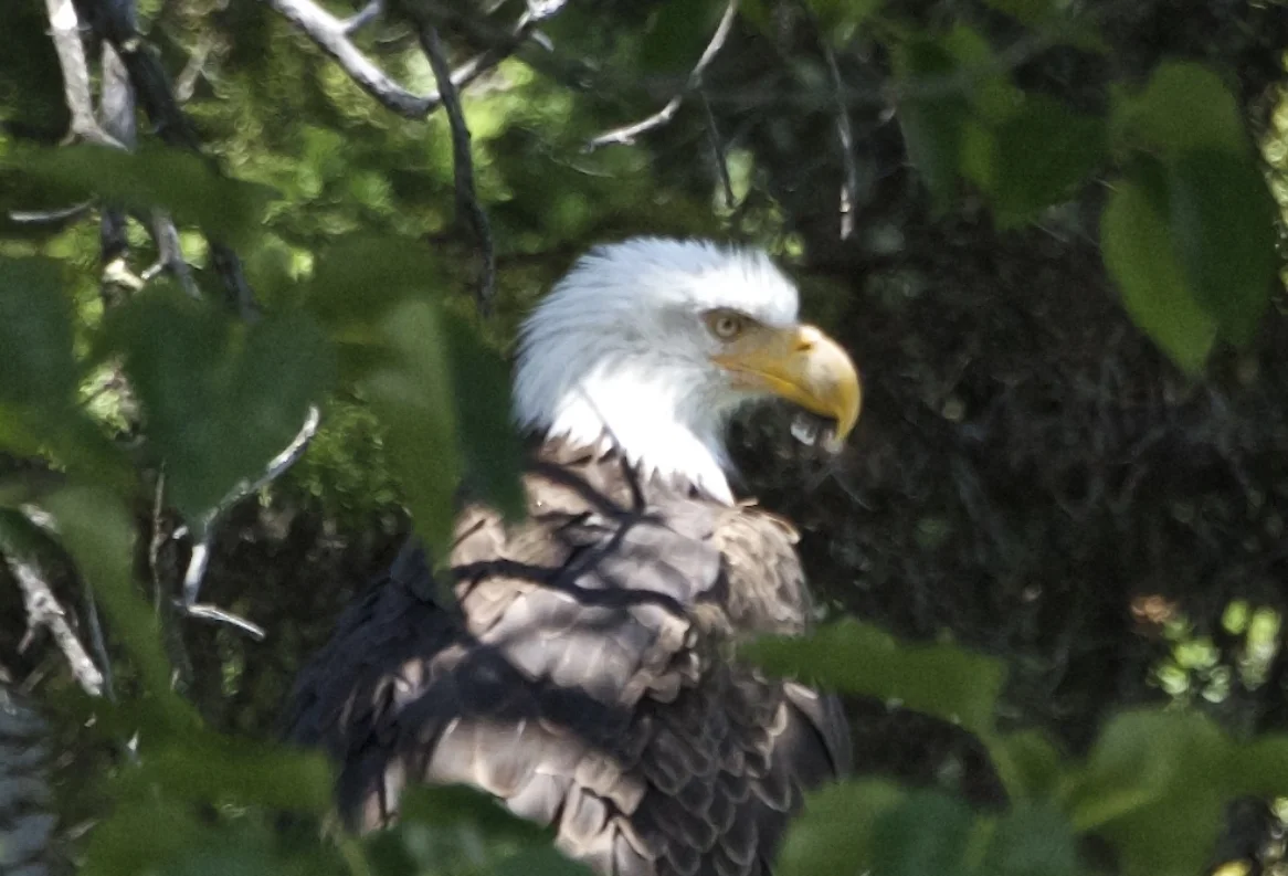 Grand Teton and Yellowstone Birding and Wildlife