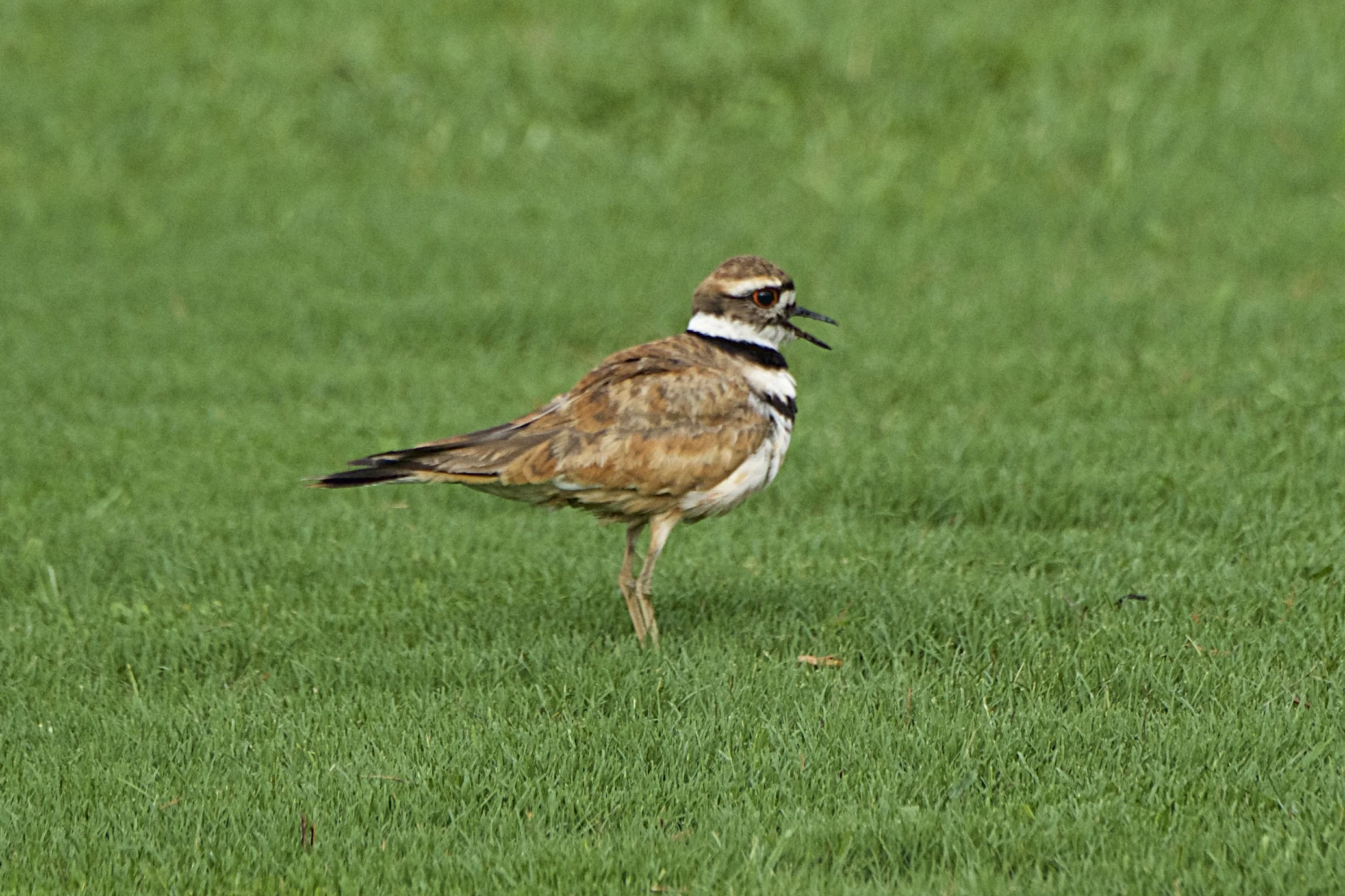 Killdeer Protection Tactic - Huntsville Botanical Garden