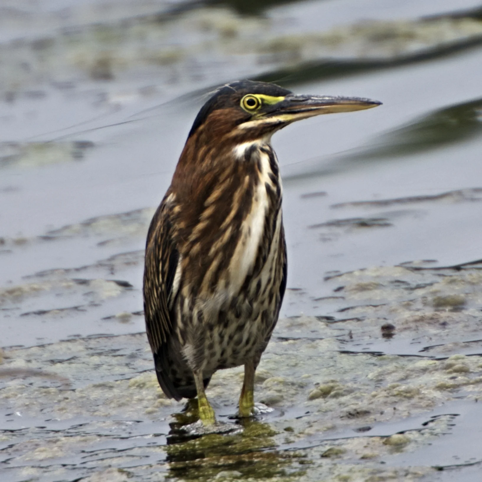 Late Summer Birding - Huntsville Botanial Garden
