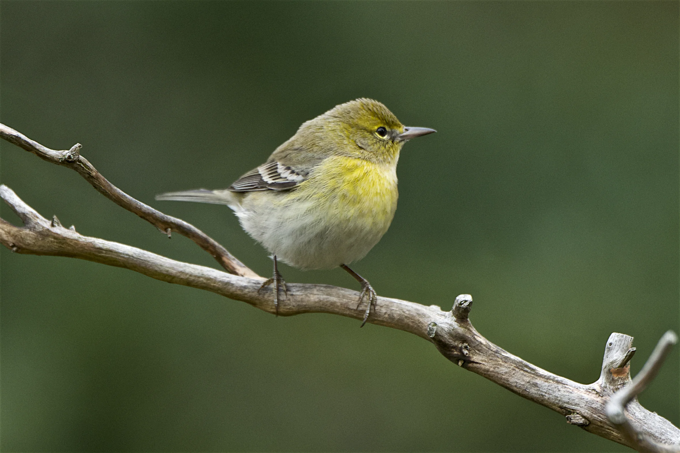 Pine Warbler 1 - Version 2.jpg