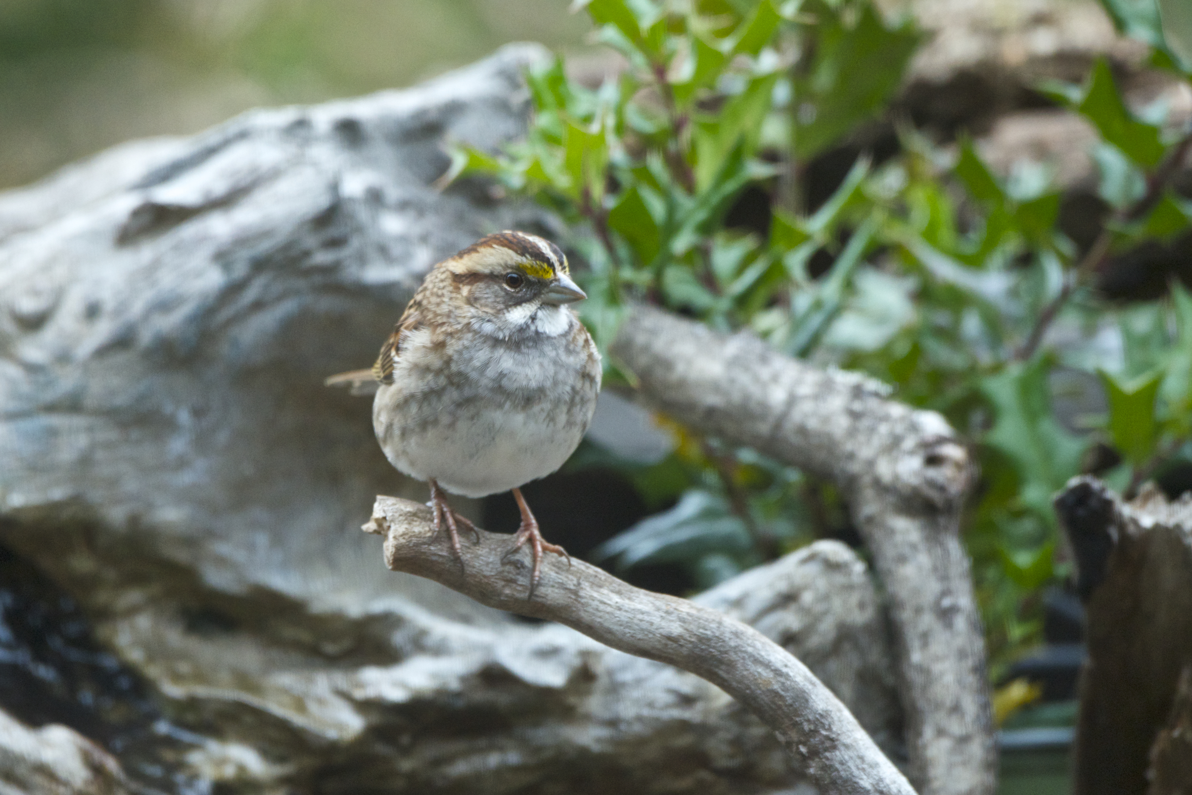 White-throated Sparrow 1 - Version 3.jpg