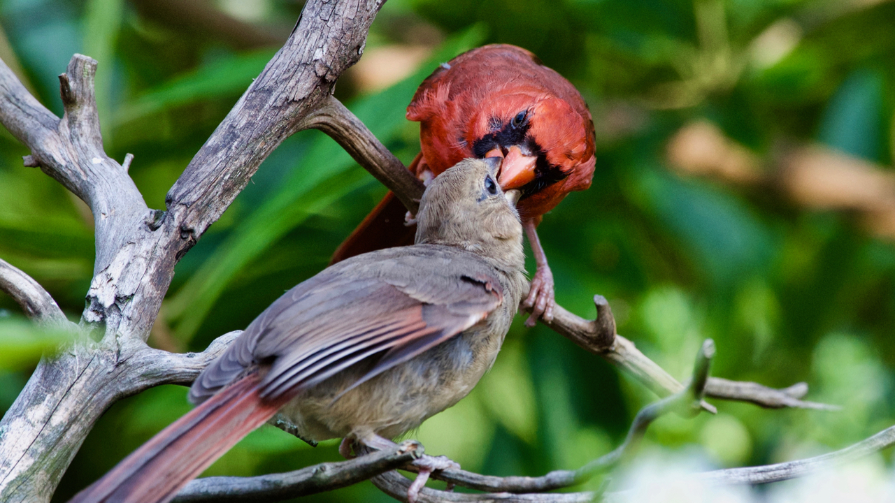   Northern Cardinal-male feeding a juvenile female.  