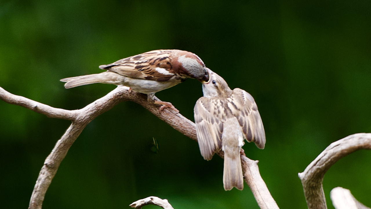   House Sparrow feeding it’s young fledging.  