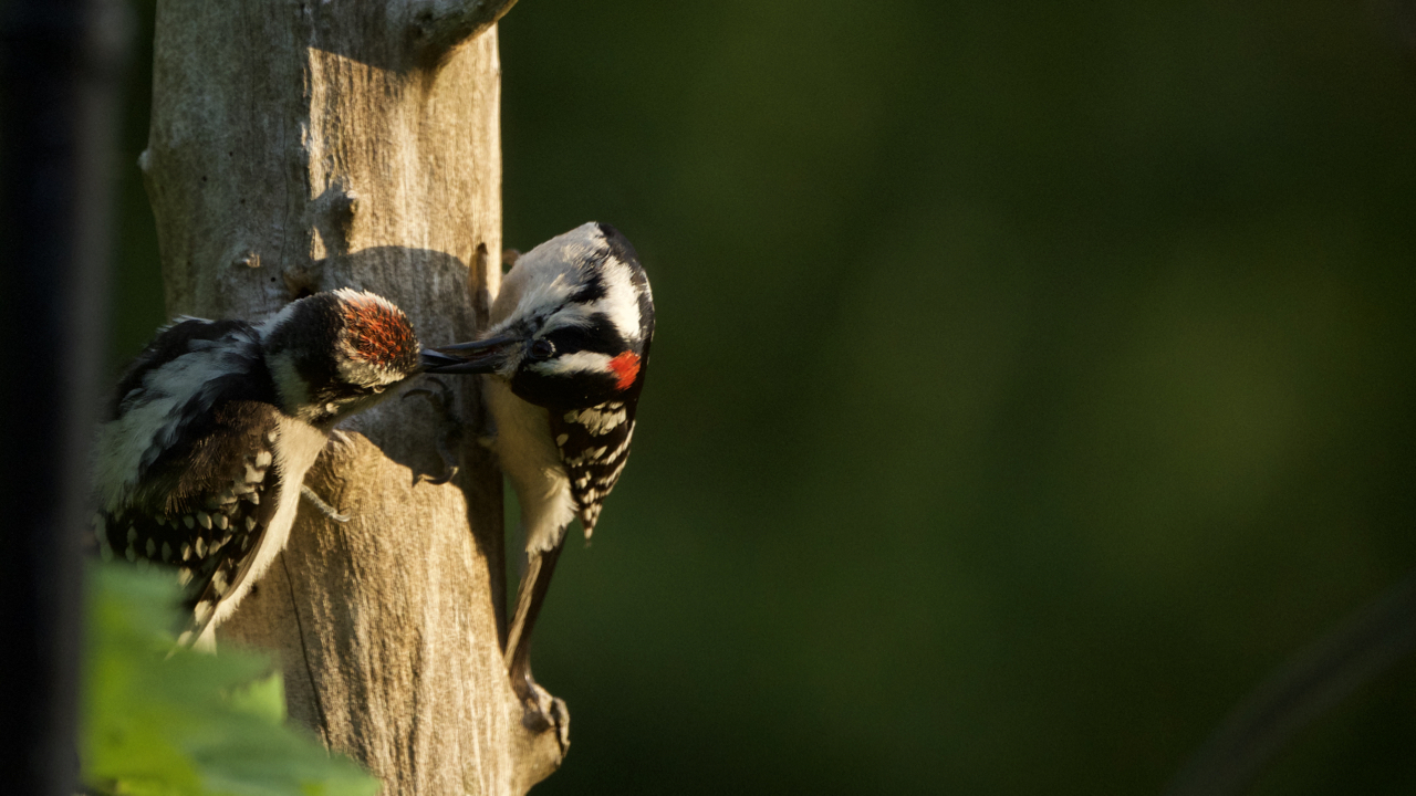  Downy Woodpecker-male feeding a male fledging.  
