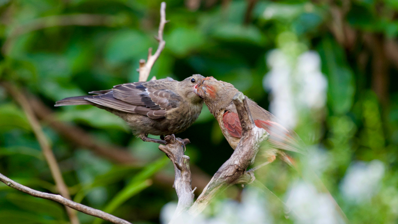   Northern Cardinal- female feeding a parasitic Brown-headed Cowbird.  