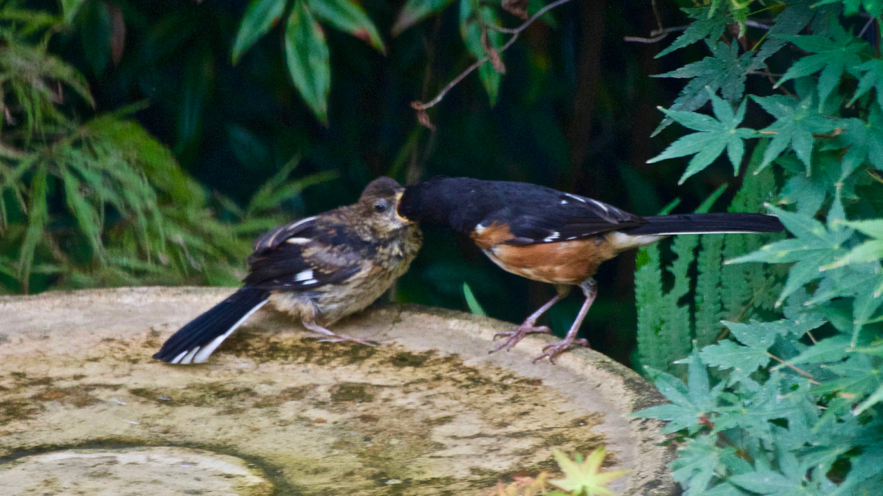   Eastern Towhee-male feeding a&nbsp;young fledging,  