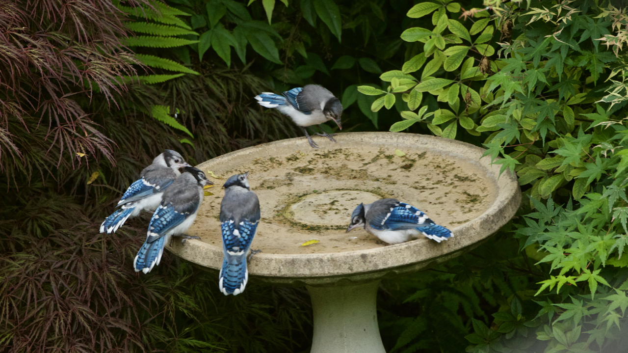   Family of young Blue Jays experiencing water.  