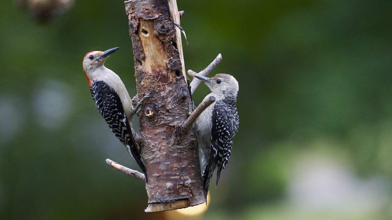   Red-bellied Woodpecker-female feeding suet to its&nbsp;fledging.  