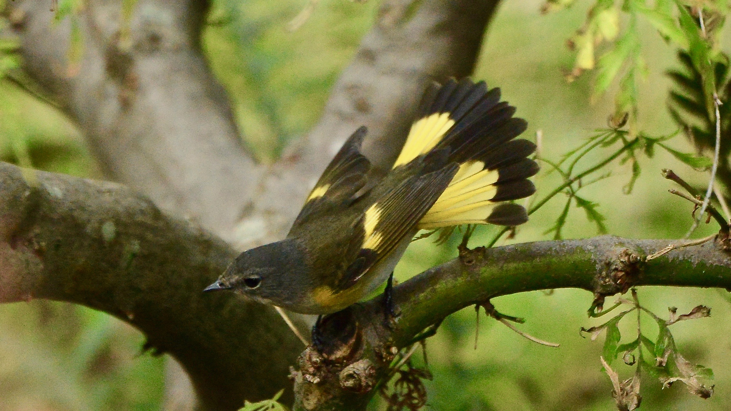 American Redstart - female