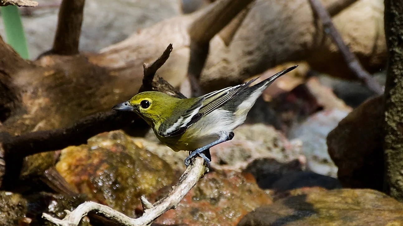 Yello-throated Vireo