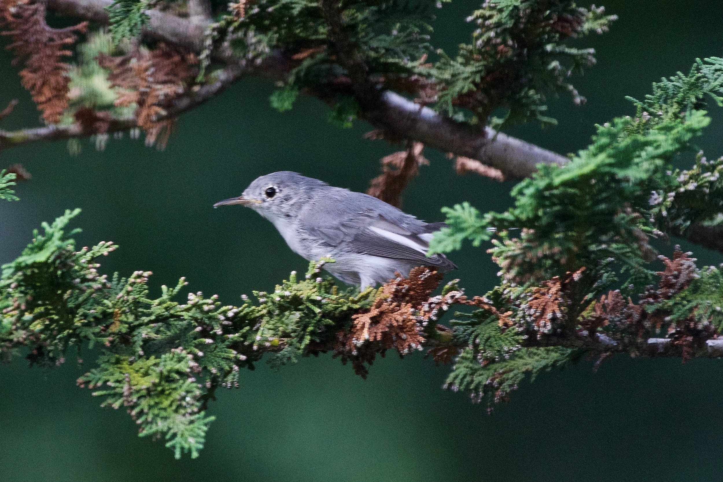 Blue-gray Gnatcatcher