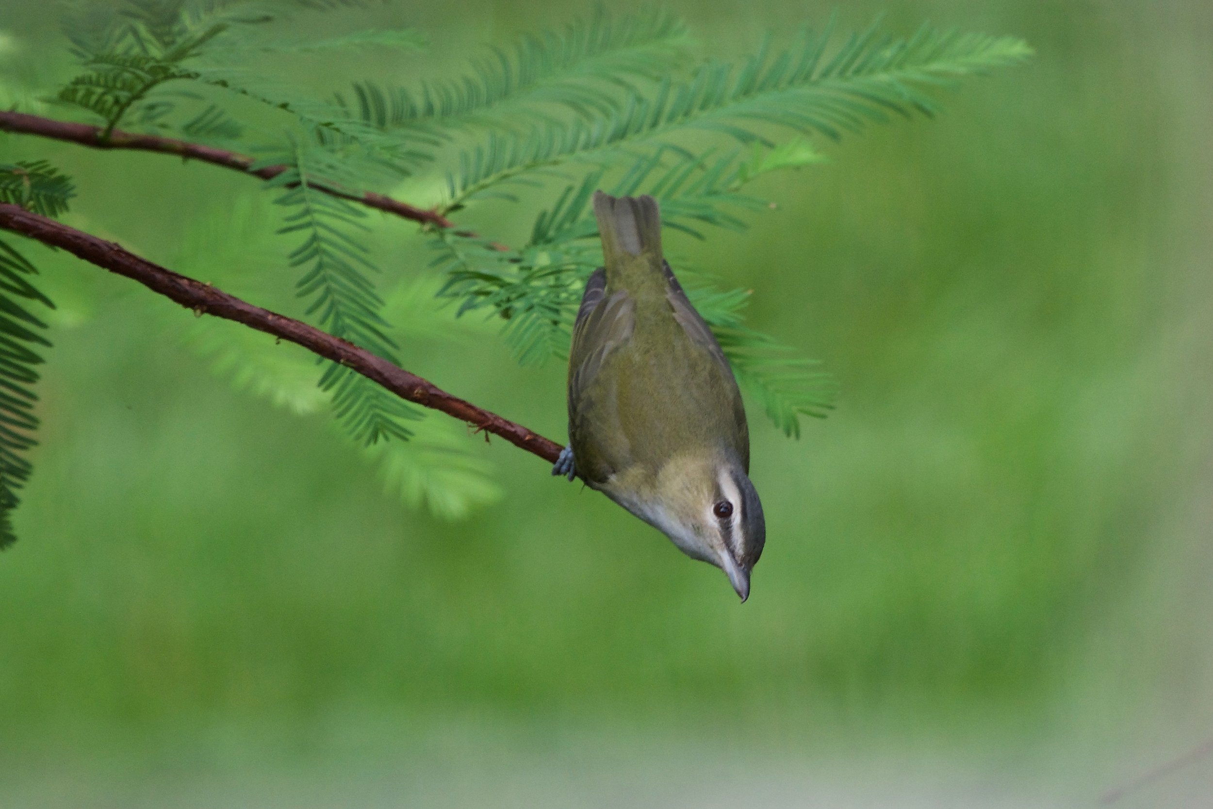 Red-eyed Vireo