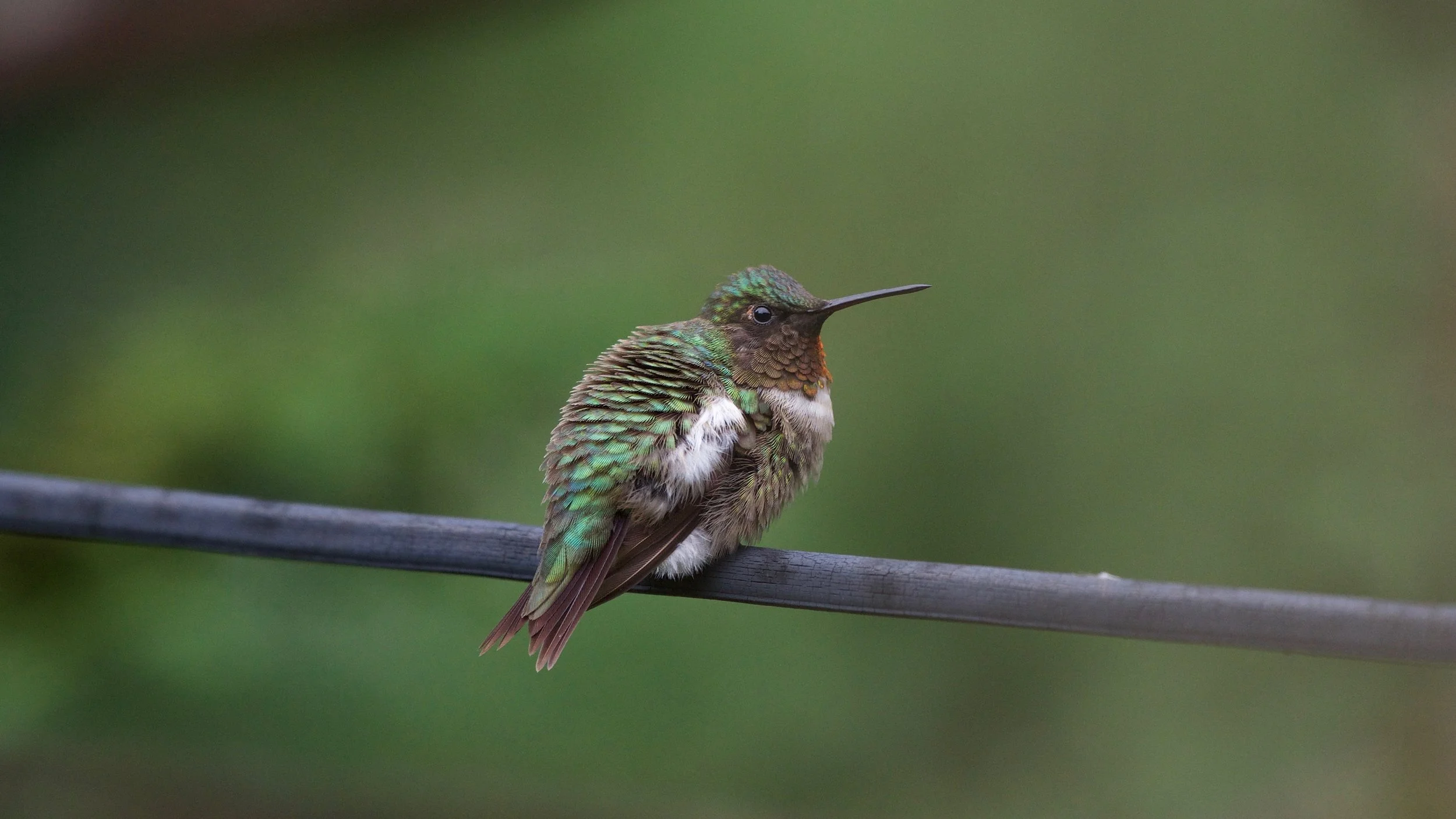 Ruby-throated Hummingbird