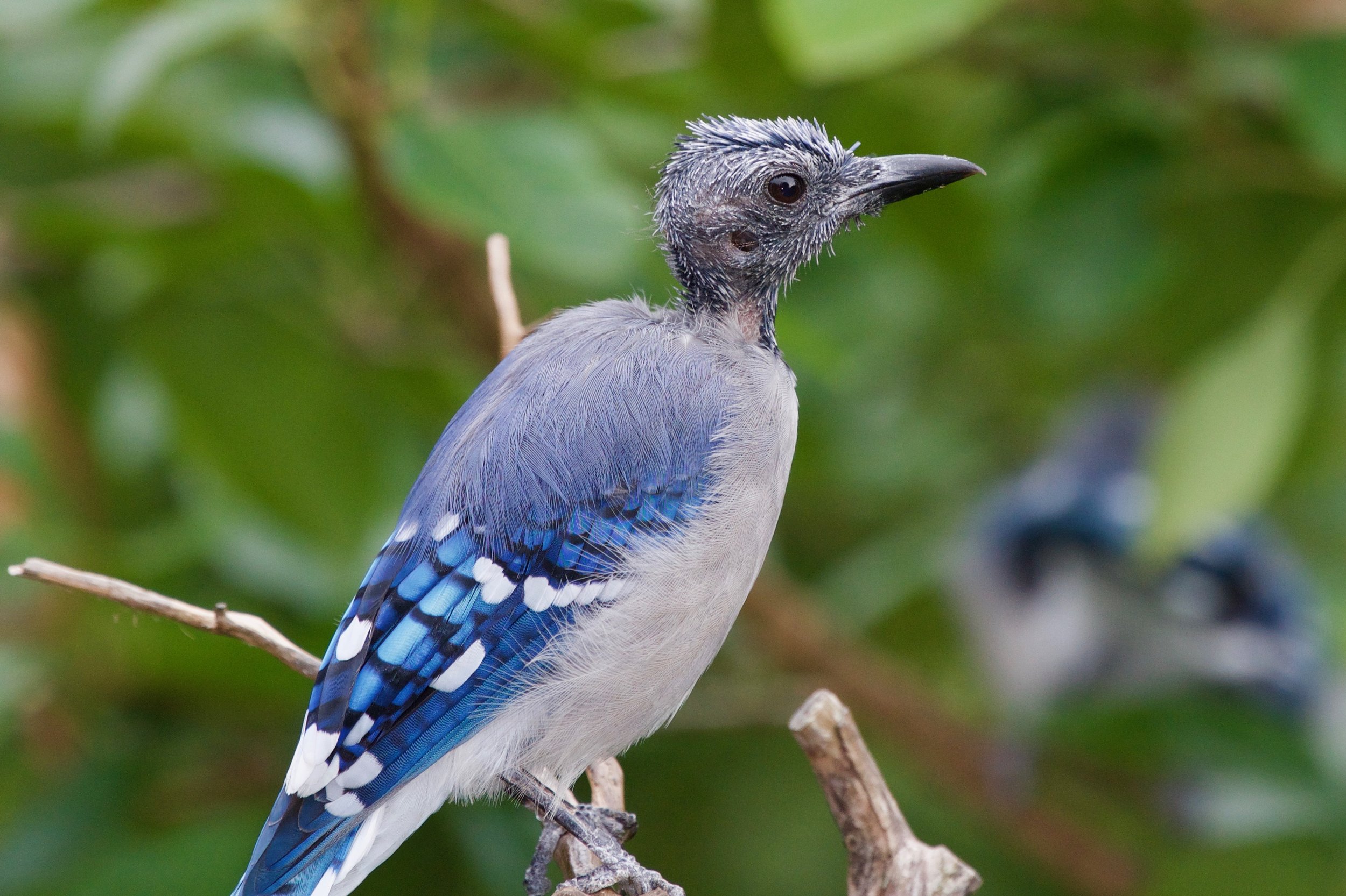 Blue Jay in molting process