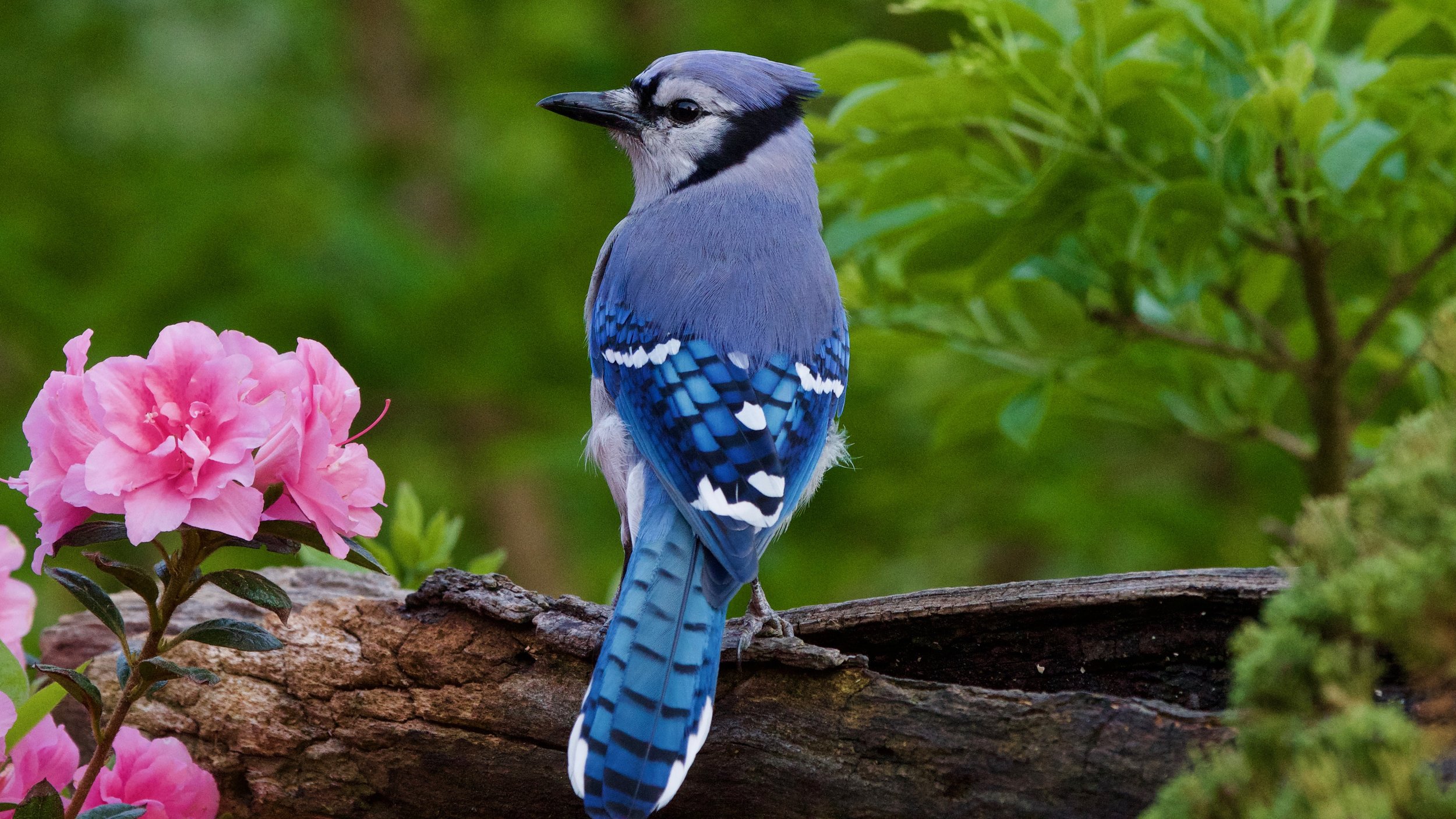 Blue Jay after molting