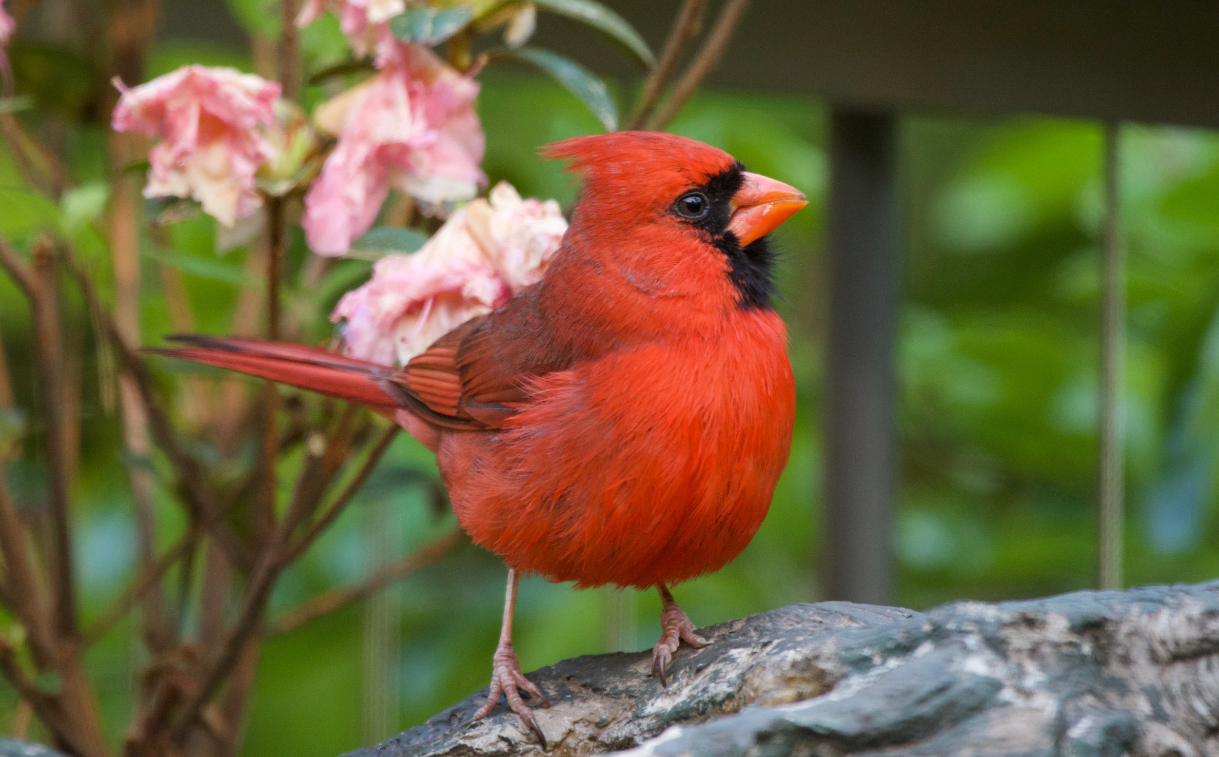 Northern Cardinal after molting