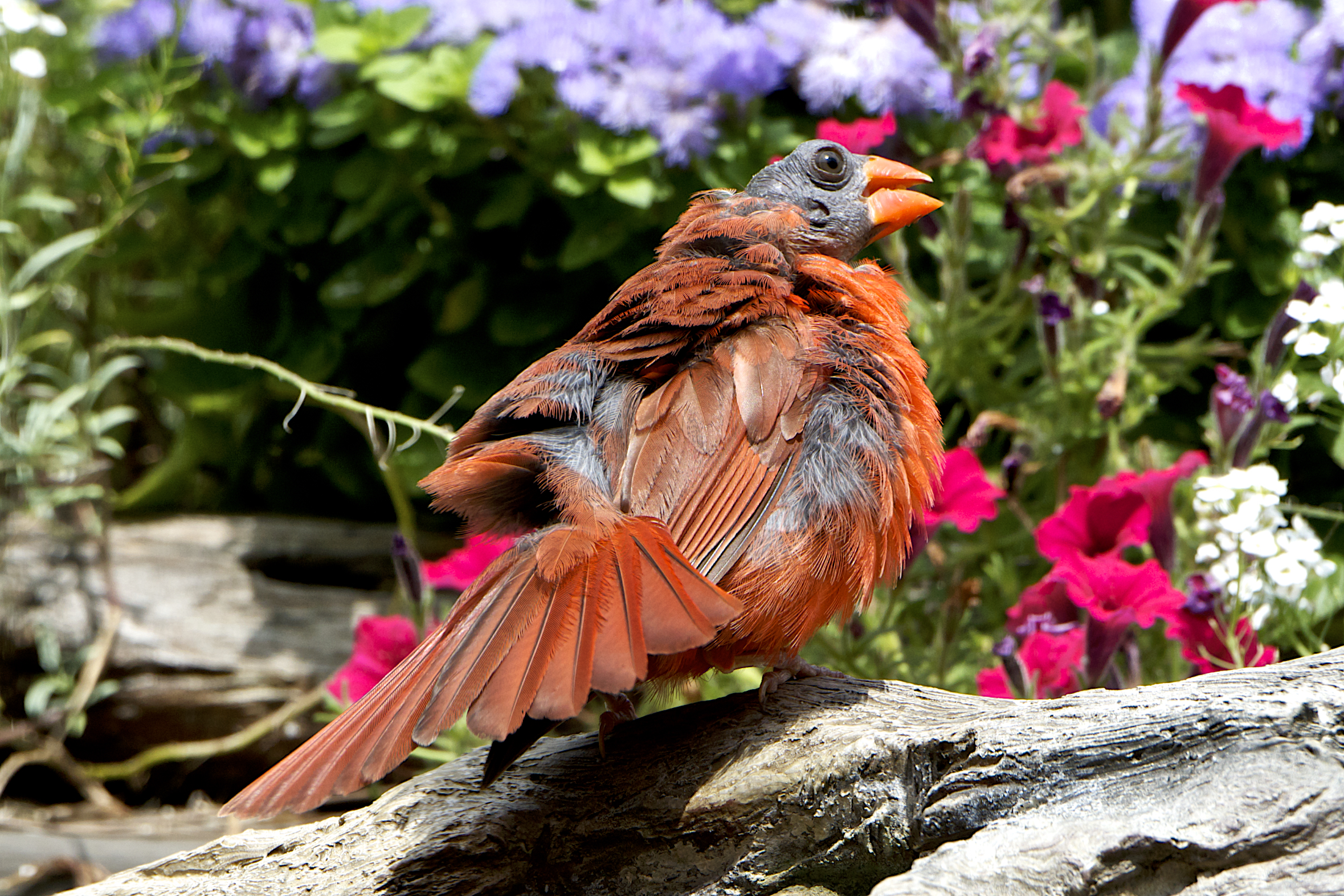Northern Cardinal in molting process