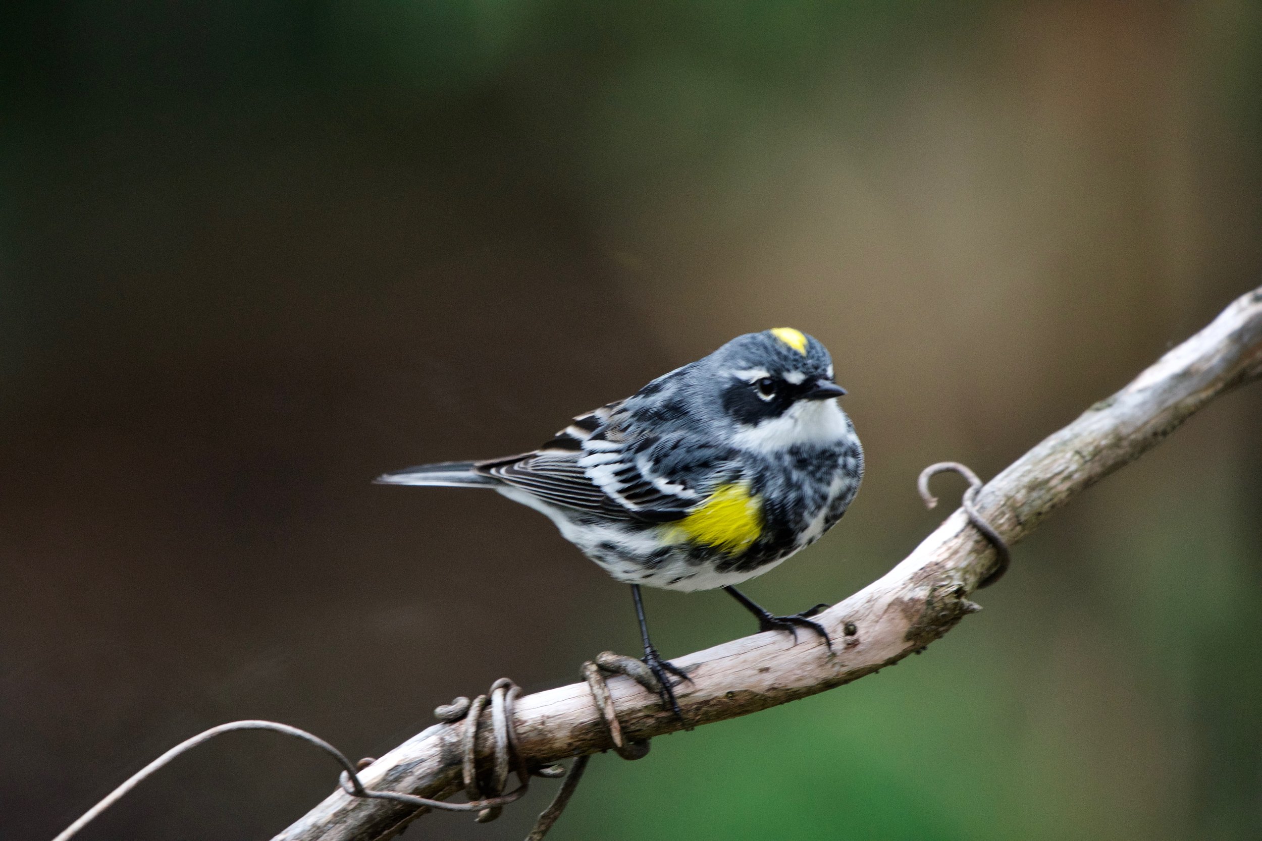 Yellow-rumped Warbler after molting process. (Breeding plumage)