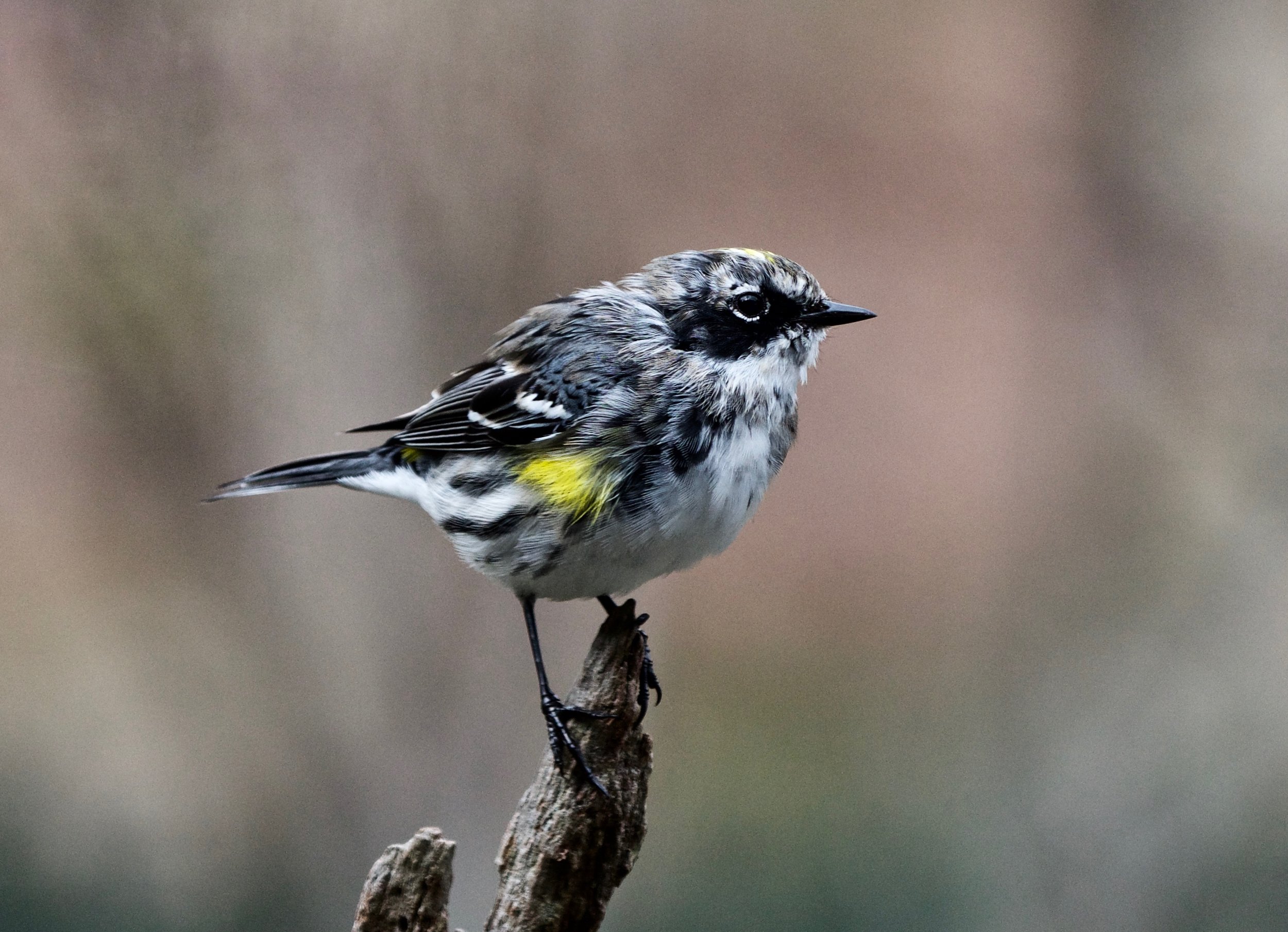 Yellow-rumped Warbler in molting process