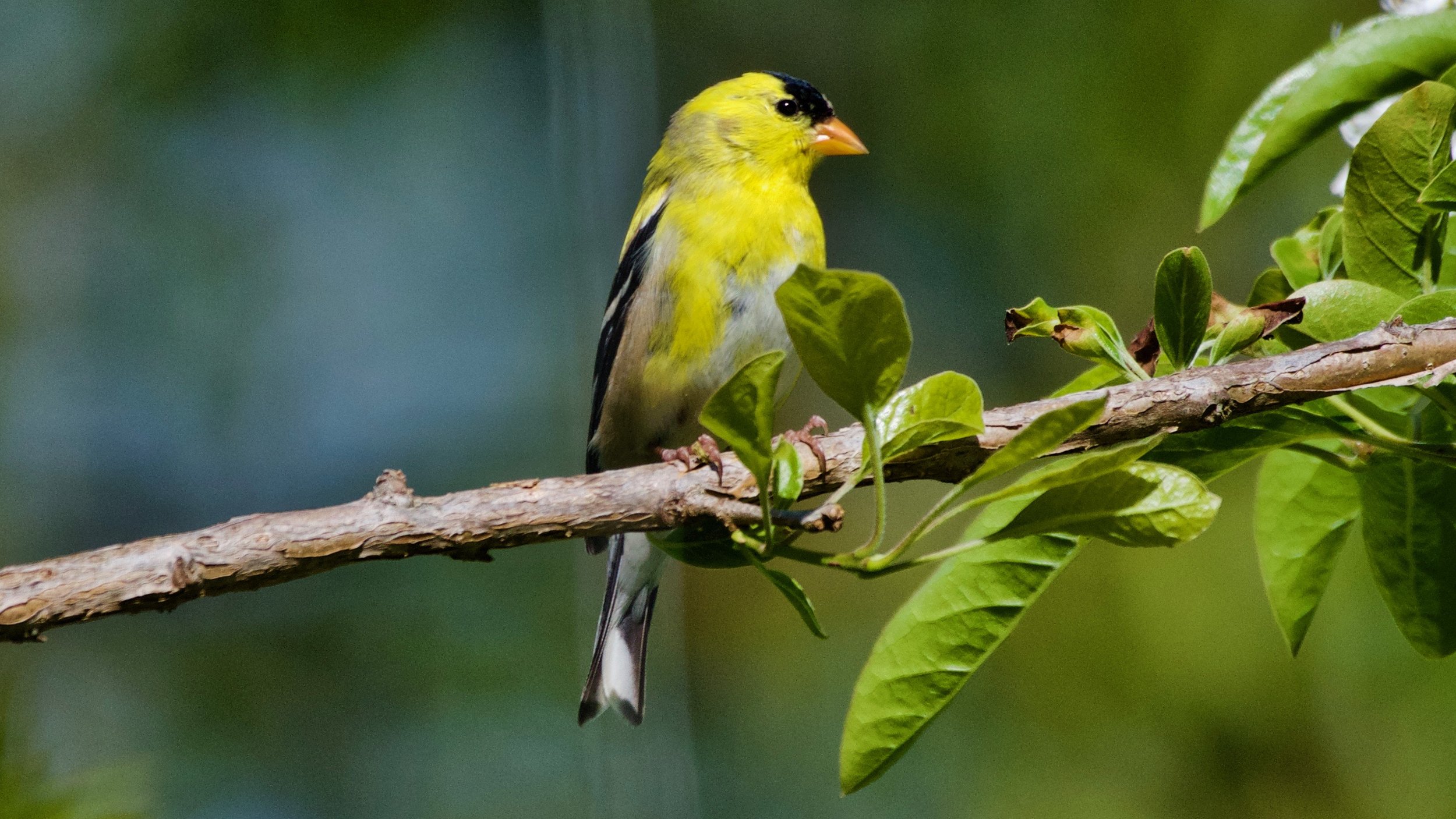 American Goldfinch in molting process