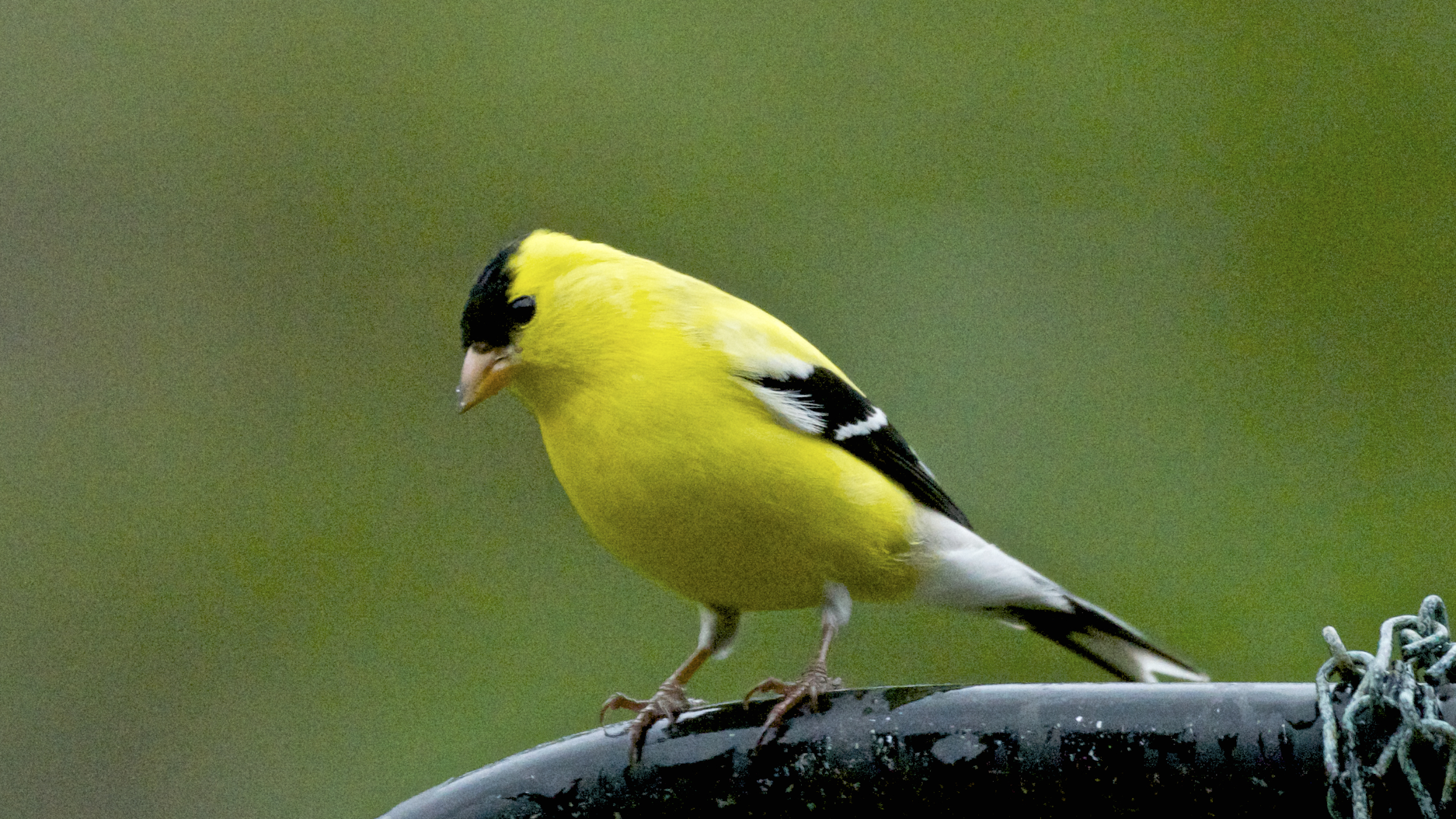 American Goldfinch after molting process. (Breeding plumage)