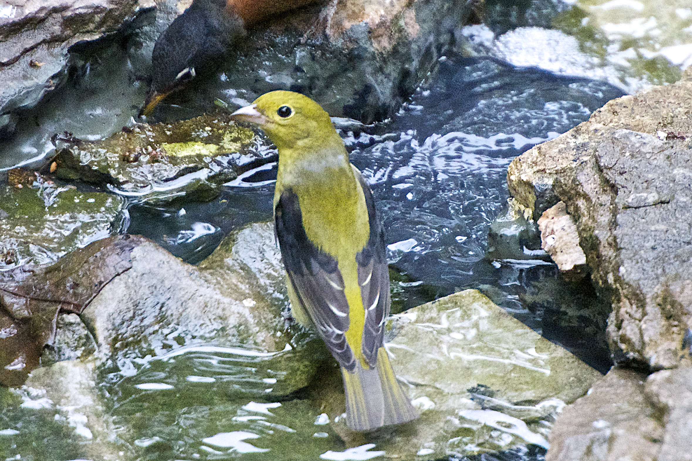 Scarlet Tanager-male after molting process. (Migration plumage)