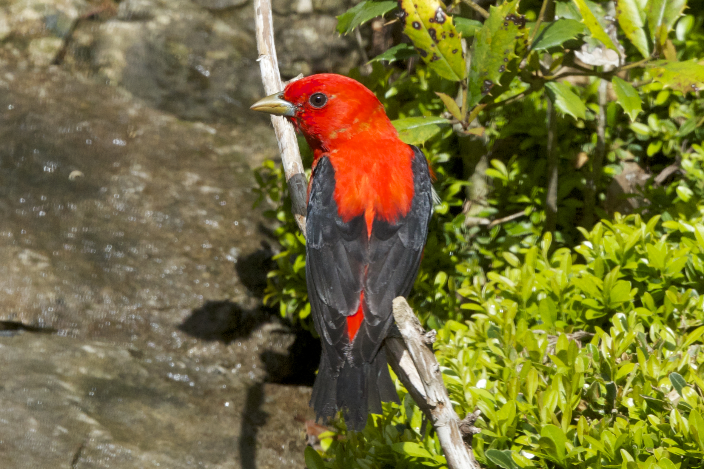 Scarlet Tanager-male before molting process. (Breeding Plumage)