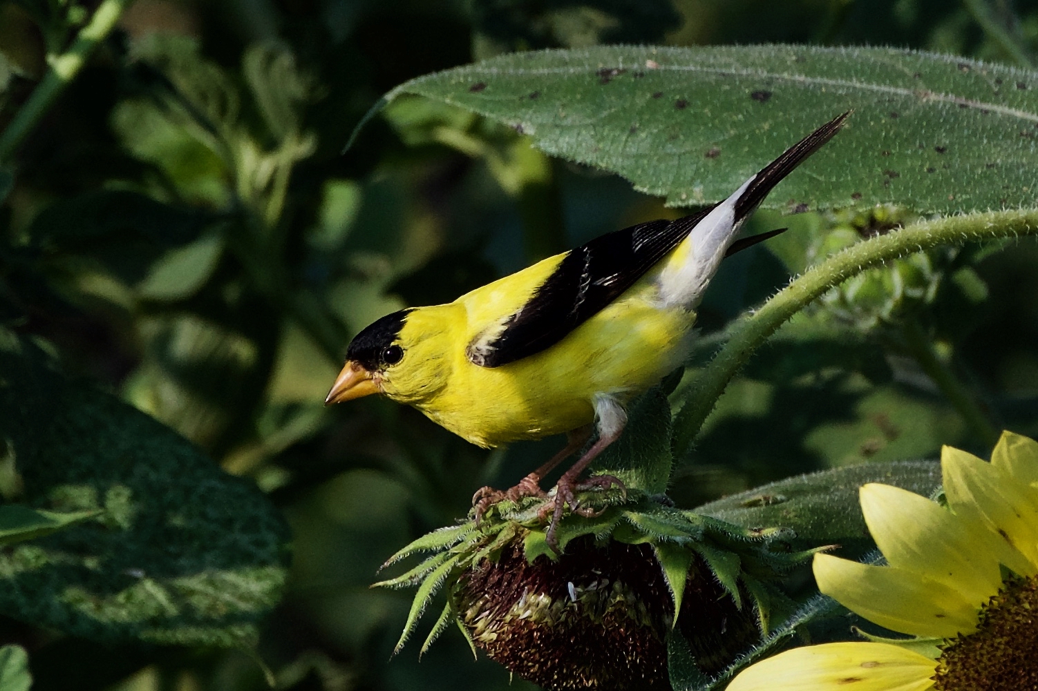 American Goldfinch