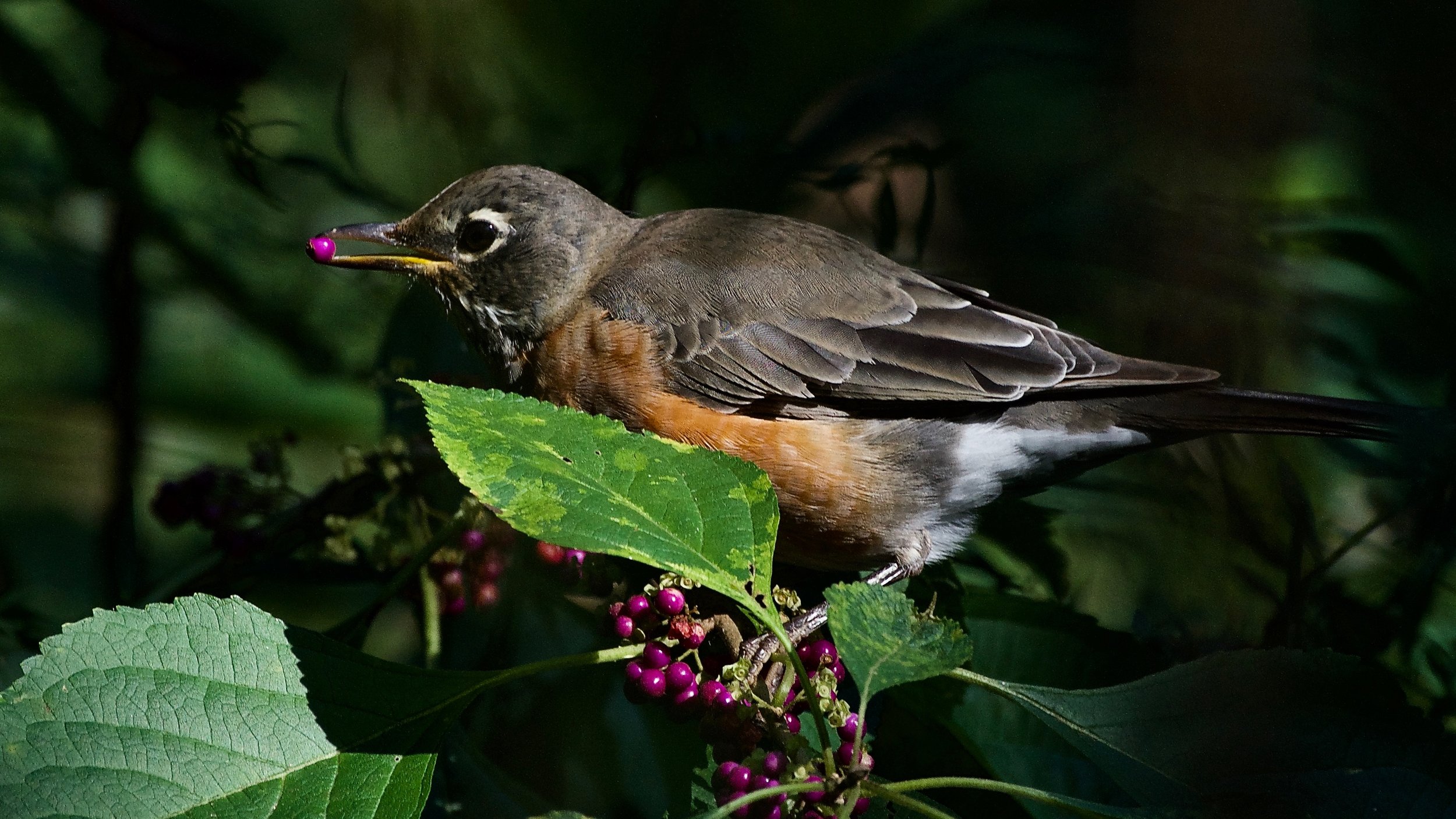 American Robin