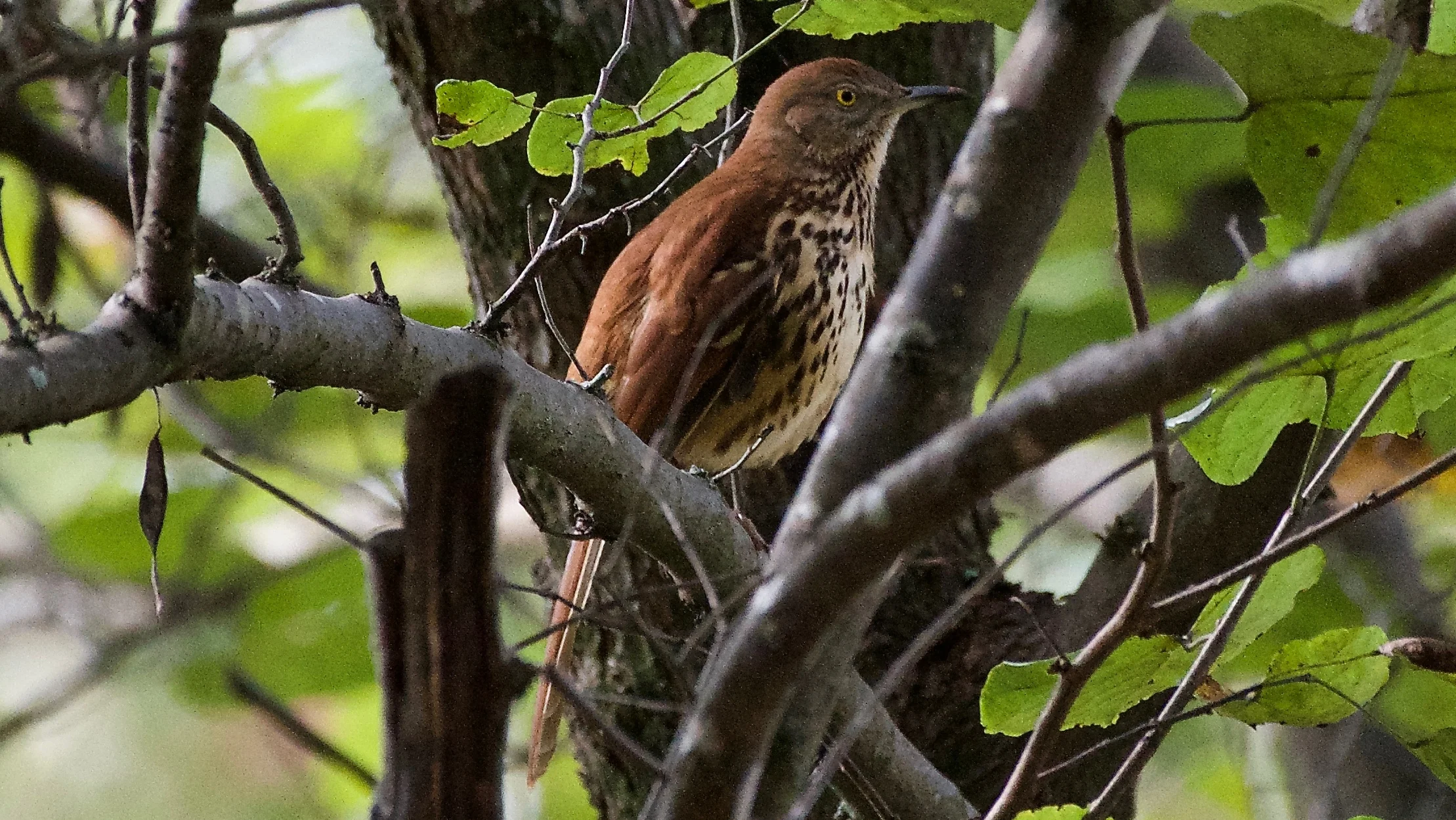 Brown Thrasher