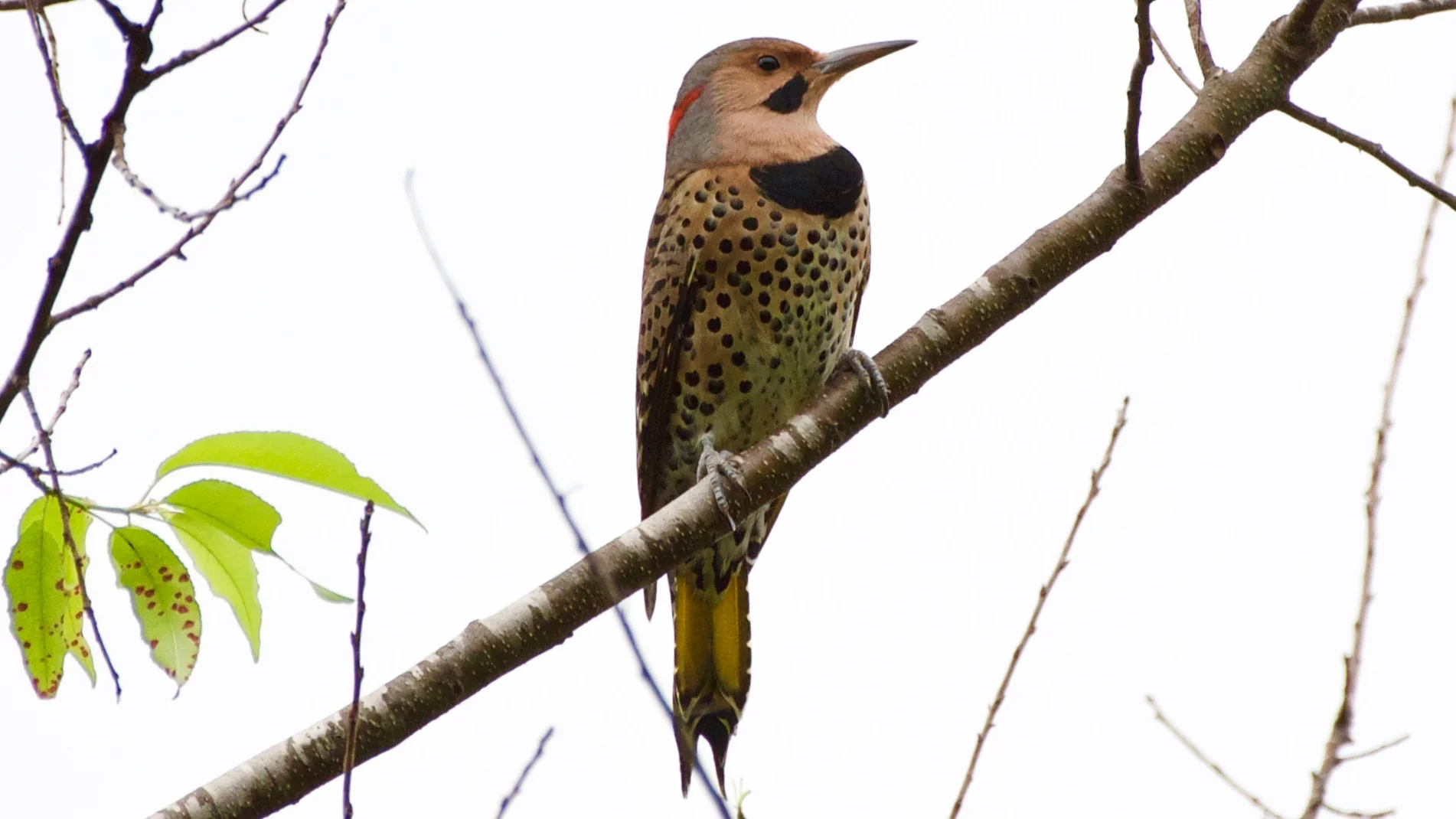 Northern Flicker