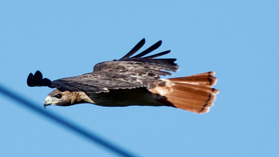 Red-tailed Hawk