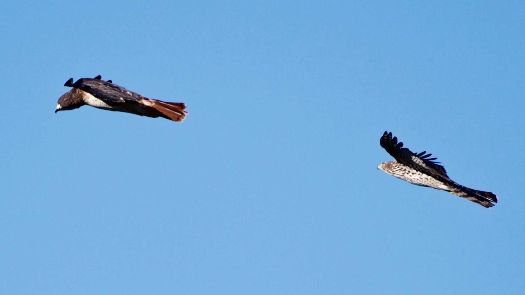 Red-tailed Hawk and Cooper's Hawk