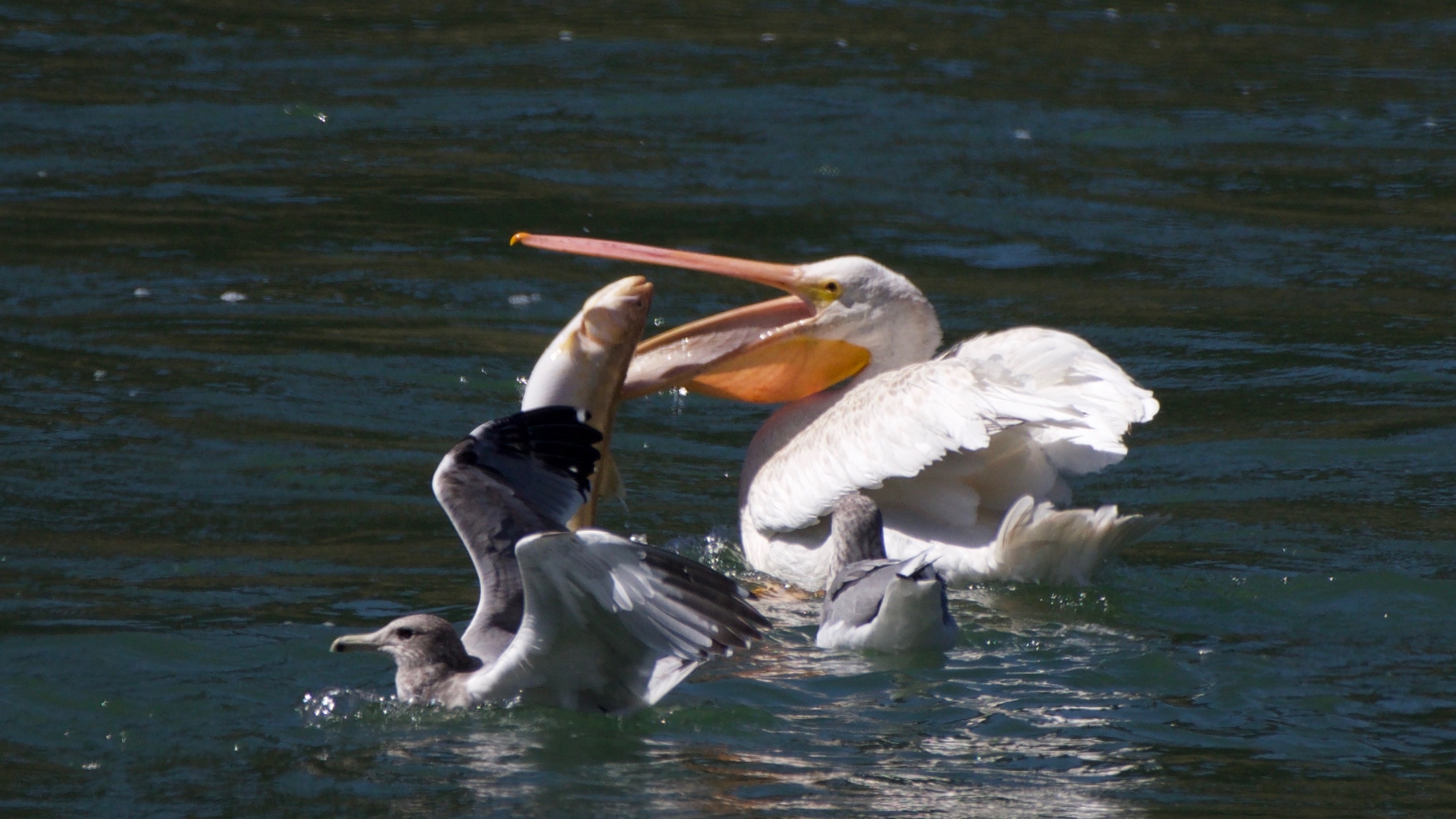 White Pelican