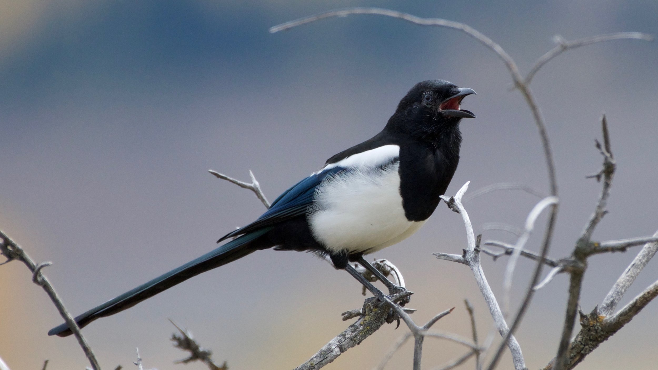 Black-billed Magpie