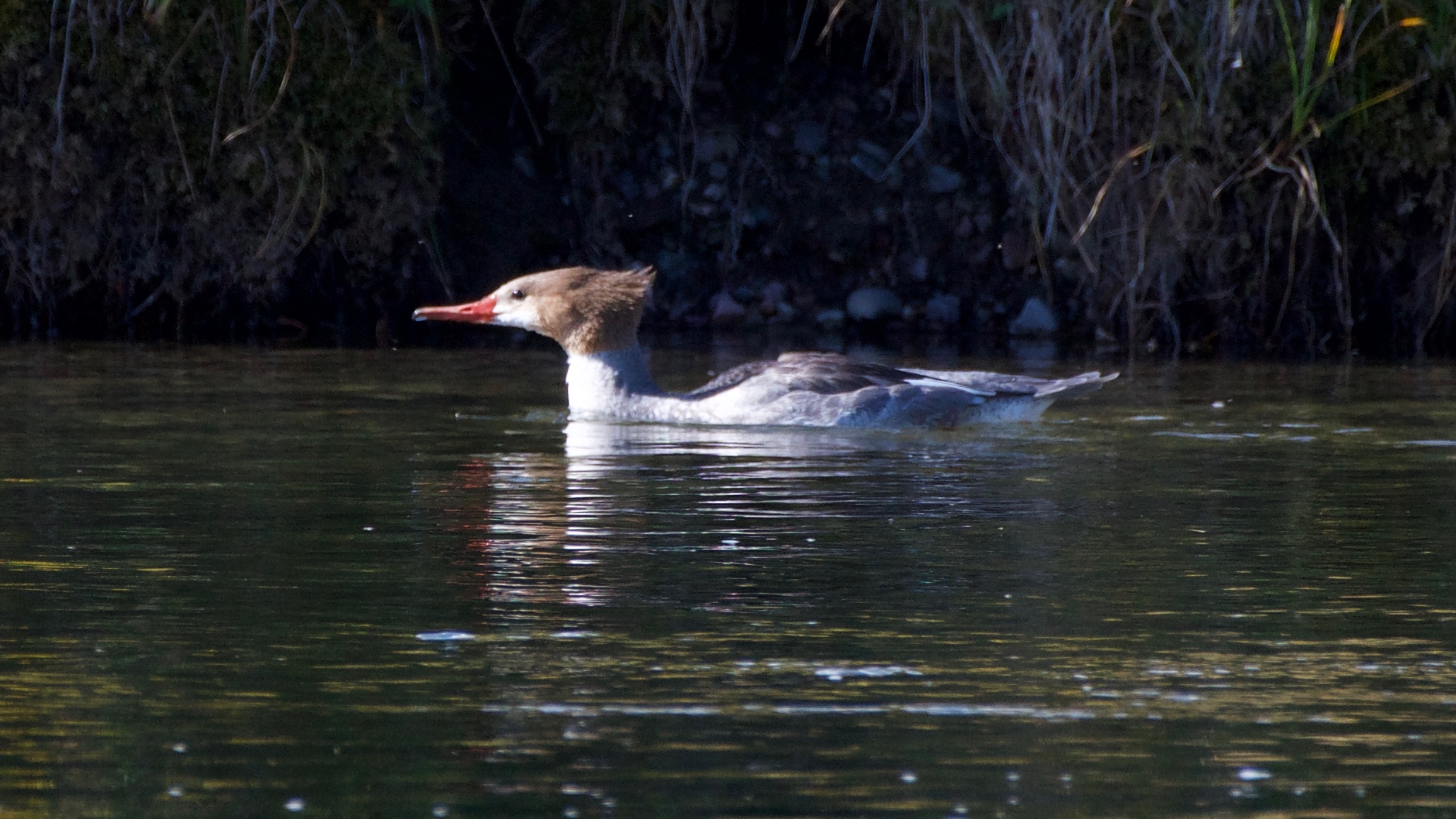 Common Merganser - male