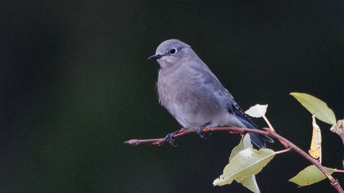 Mountain Bluebird - female