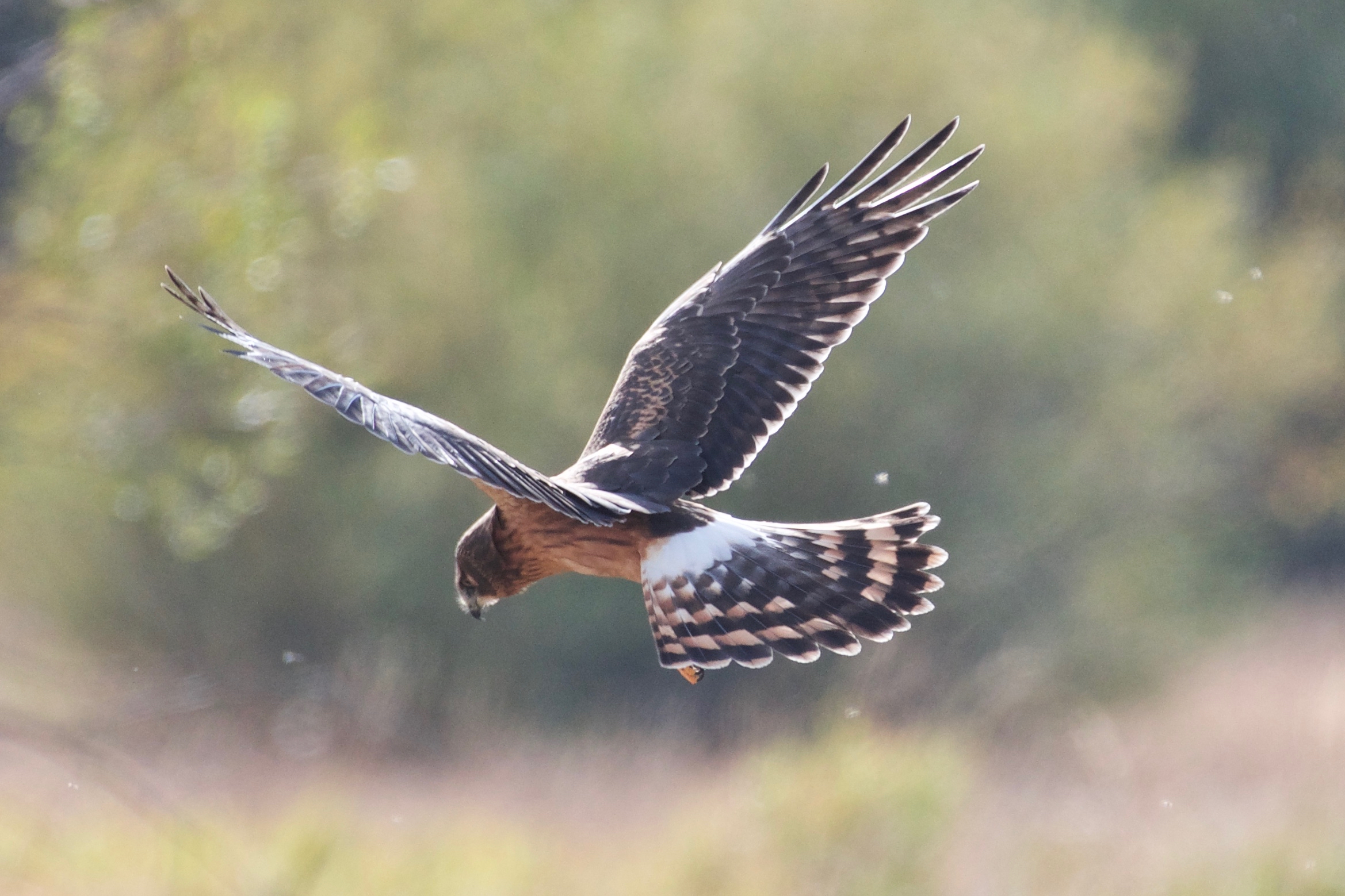 Northern Harrier - female