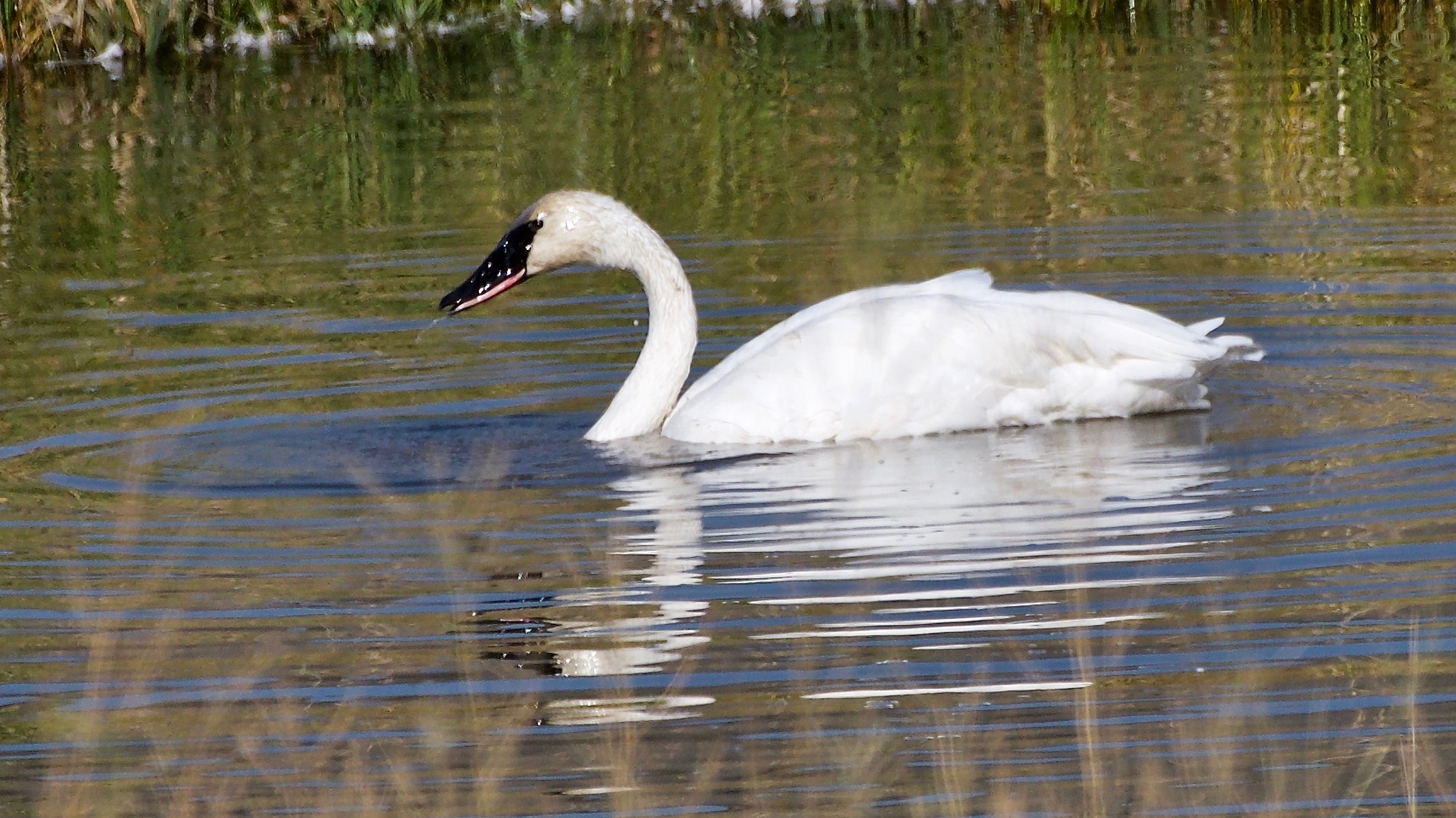 Trumpeter Swan